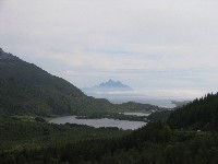 Lush greenery on the Lofotens