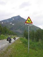 Elk crossing!