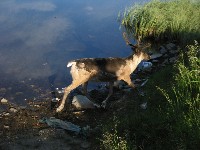 Reindeer at Hammerfest