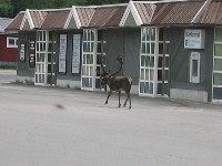 Reindeer at ski lodge