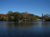 The Lake in Central Park