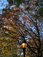 Views of Madison Square Park