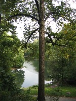 Looking into Central Park from CPW