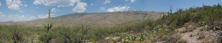 Saguaro National Park East