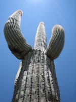 Saguaro Cactus