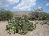 Prickly Pear Cactus