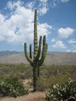 Saguaro Cactus