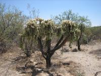 Sonoran Jumping Cholla