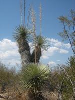 Soaptree Yucca