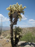 Teddy Bear Cholla