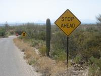 Saguaro cactus blending in with the scenery