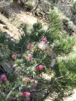 Blossoms on Hermits Trail