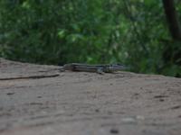 Eye-to-lens with a lizard