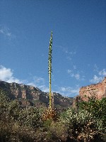 Indian Garden Flora