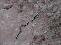 Indian Garden Snake