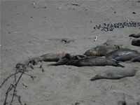 Elephant Seals