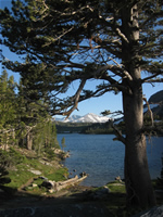 Inyo National Forest