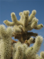 Cholla Cactus in Joshua Tree National Park