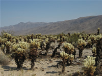 Cholla Cactus in Joshua Tree National Park