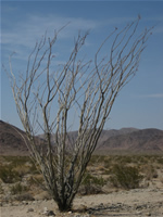 Ocotillo in Joshua Tree National Park