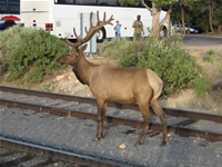 Backcountry Office Visitors