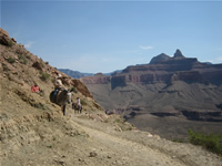 Mule Convoy on South Kaibab Trail