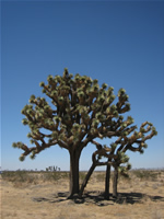 Joshua Tree near Victorville