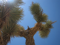 Joshua Tree near Victorville